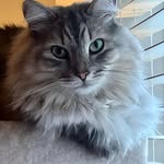 Ann Bennett Blum - @blum.ann - Instagram
