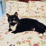 Ann Blum - @annblum40 - Instagram
