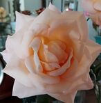 Ann Bogle - Facebook