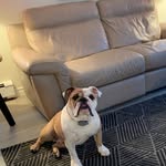 Ann Bolger - @bolgerbulldogbrothers - Instagram