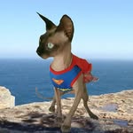 Ann Bolling Hall - @annies_sphynx - Instagram