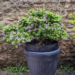 Annasya Bonsai - Facebook
