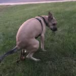Ollie Ann Booker - @oliverthegreatpup - Instagram