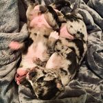 Leslie Ann Bopp - @thewhitetailpuppies - Instagram