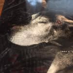 Ann Borsink - @howiepeeps4 - Instagram