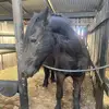 Fiona Ann Bosman - @fionaannbosman - TikTok