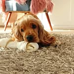 Ann Bossier - @coco_thegoldencocker - Instagram