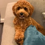 Charli Ann Bostic 🐾🐶🐾 - @charli_b_the_cockapoo - Instagram