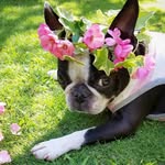 Ann the Boston Terrier - @annthebostonterrier - Instagram