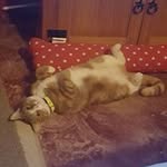 Ann Boswell - @boswell_ann - Instagram