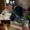 annboswell4 - @annboswell4 - TikTok