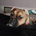 Ann Bottorff - @ginger_boxerlove - Instagram