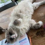 Anne BOULET - @mananne33 - Instagram