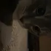 anna - @anna.bowser - TikTok