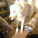 Ann Bowyer - @ann.bowyer.908 - Instagram