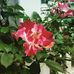 Ann Boyce - Facebook