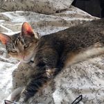 Salty ann pearl opal bjork yorke boynton - @salty_thekitty - Instagram