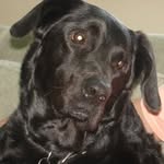 Ann Bridges - @ann4thedogs - Instagram