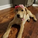Ellie Ann Broome - @ellie_thedog8 - Instagram