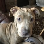 Lisa Ann Brunner - @pitbulllife_molly_mia - Instagram