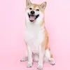 babybaby dog - @annburton19581 - TikTok