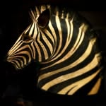 Ann Campbell - @anncampbellart - Instagram