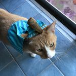 Ann Cantrell - @anngadfly - Instagram
