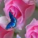 Ann Carnes - Facebook