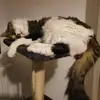 Anne Laure Carron - @anne.laure.carron - TikTok