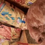 Rebekah Ann Caton - @fourcatsfourcatsfourcats.4 - Instagram