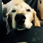 Ann Caulfield - @missann604 - Instagram