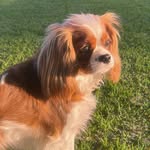 gracie ann the cavalier - @ladygracieann - Instagram