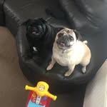 Ann Cavanagh - @daisydoopugxx - Instagram
