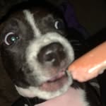 kaylee ann cavender - @dinosourusdog12 - Instagram