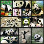 May Ann Cee Panda lover - Facebook