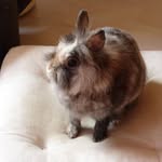 Anne-Charlotte Kraus - @annchakra - Instagram