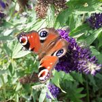 ann chalmers - @ann.chalmers.58 - Instagram