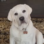 Ann DeSutter - @annchalmersd - Instagram
