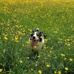Ann Marie Tait Chalmers - @annietaitchalmers - Instagram