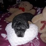 Ann Chamberlain - @ann.chamberlain.984 - Instagram