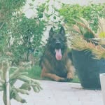 boyka & Ann champion GSD in Dubai - @boyka_ann_gsd_dubai - Instagram