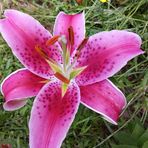 Mary Ann Weaver Champlin - Facebook