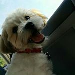 Ann Chandy - @annchandy - Instagram