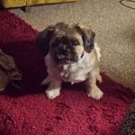 Jo Ann Chartier - @joann.chartier - Instagram