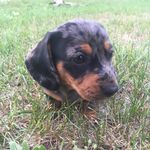 Ann Chartrand - @ella.the.dapple.dachshund - Instagram