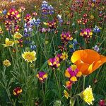 Ann Cheney - @irishcaz2006 - Instagram