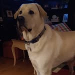 Ann Rooney Chiles - @annbchiles - Instagram