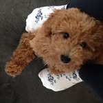 Ann Comer - @comer_home - Instagram