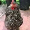 annaicorwin - @annaicorwin - TikTok