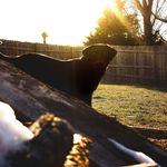 Morgan Ann Corwin - @waggingtails_photography - Instagram